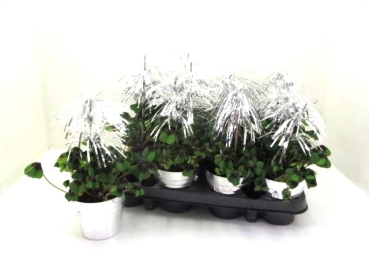 Klee in Sektkühler + Fontäne