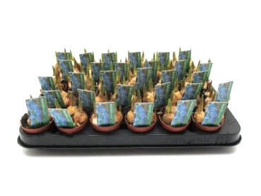 Mini Muscari blau
