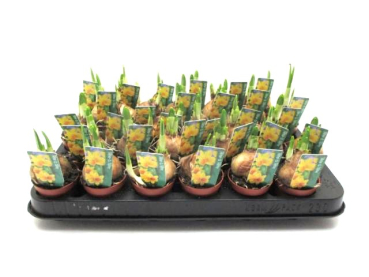 Mini Narcissus "Tete a Tete"