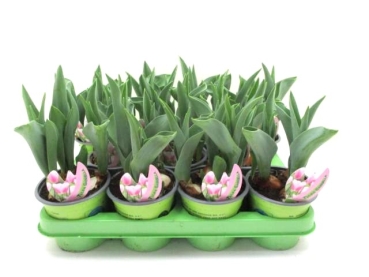 Tulpe  rosa "Gabriella"
