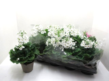 Primula malacoides weiß