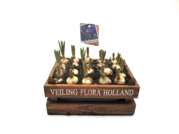 Muscari in Lattenkiste