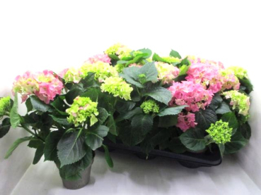 Hydrangea macr. rosa