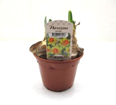 Narcissus  "Love Day"