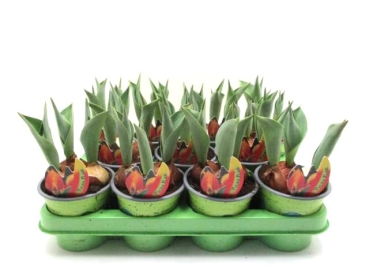 Tulpe  gelb-orange "Flair"