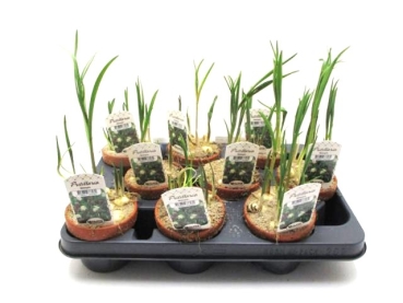 Fritillaria meleagris Tontopf