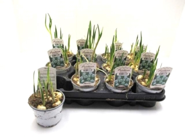 Fritillaria meleagris weiß