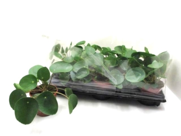 Pilea peperomioides