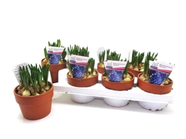 Muscari blau in Tontopf rot