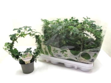 Cissus striata Bogen