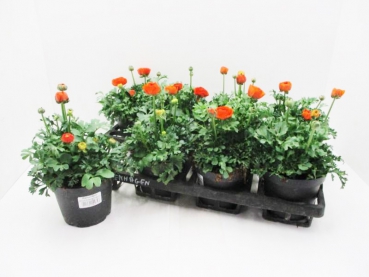 Ranunculus orange