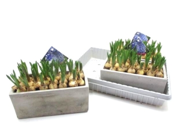 Muscari in Betonkasten