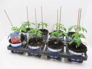 Tomate veredelt "Corazon"