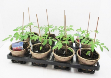 Tomate veredelt "Picolino"/"Manolo Red"