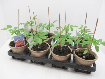 Tomate veredelt "Campos"