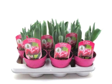 Tulpe pinkweiß "Columbus"