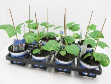 Gurke veredelt "Printo"/"Gambit"