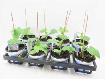 Gurke veredelt "Minero/Ministars"