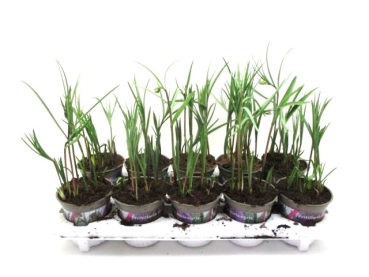 Fritillaria meleagris