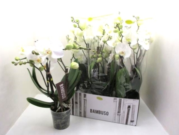 Phalaenopsis "Bambuso" 2 Rispen weiß