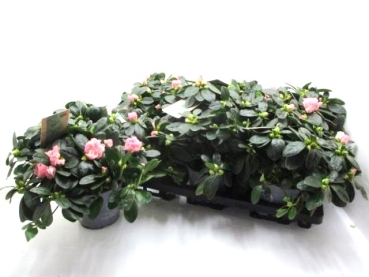 Azaleen "Lea" 22-25 cm rosa