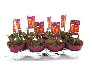 Tulpe "Flair"