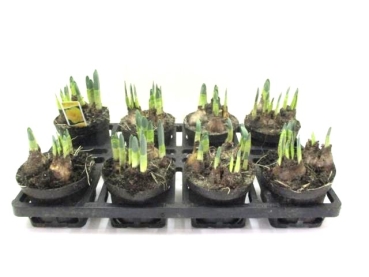 Narcissus großblumig