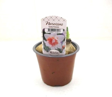 Narcissus  "Candy Princess"