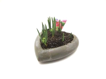 Wildtulpe in Betonherz