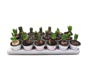 Hyacinthus  1pp Mix rund
