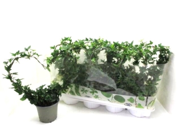 Hedera helix Herz