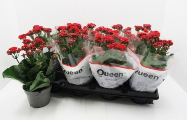 Kalanchoe gefüllt rot