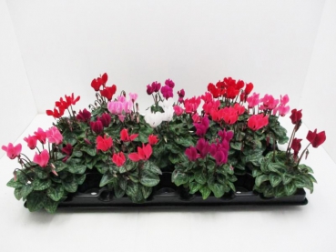 Mini Cyclamen Mix