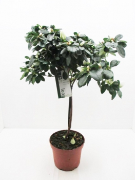 Azaleen   Stämmchen weiß