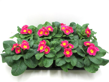 Primula acaulis Pink-/Rosatöne