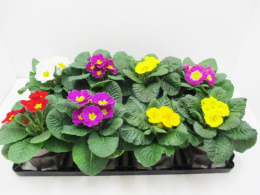Primula acaulis Mix