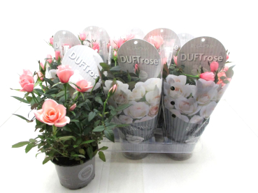 Rosa "Duft" rosa