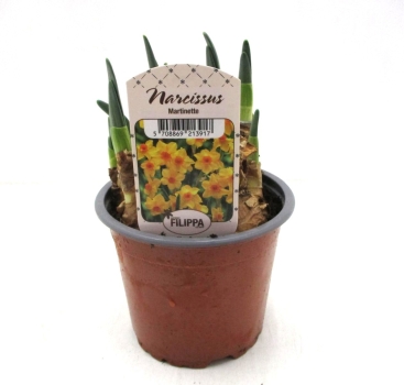 Narcissus  "Martinette"