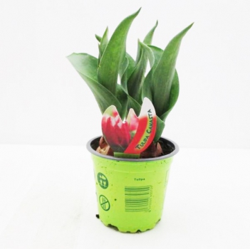 Tulpe  rot-weiß gefranst "Canasta"