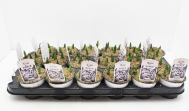 Scilla sibirica weiß