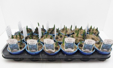 Scilla sibirica blau