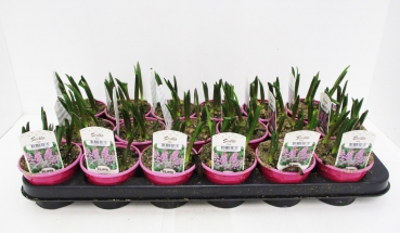 Scilla sibirica rosa