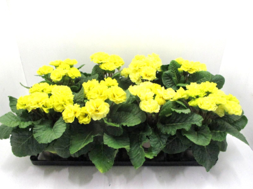 Primula gefüllt gelb