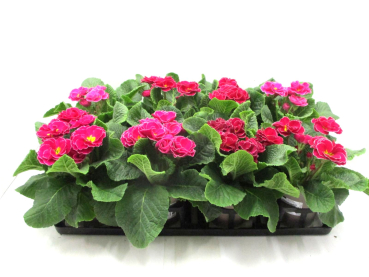 Primula gefüllt pink