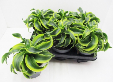 Dracaena frag. "Tornado"