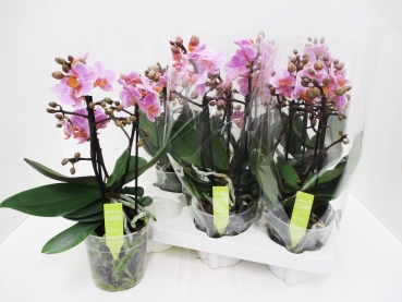 Phalaenopsis 4 Rispen rosa