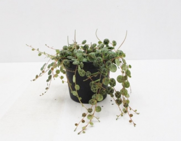 Peperomia prostrata