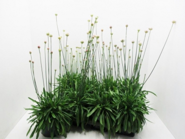 Armeria juniperifolia weiß