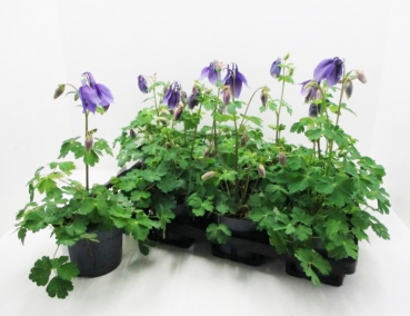 Aquilegia caer. blau