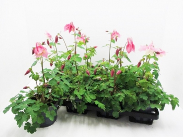 Aquilegia caer. rosa